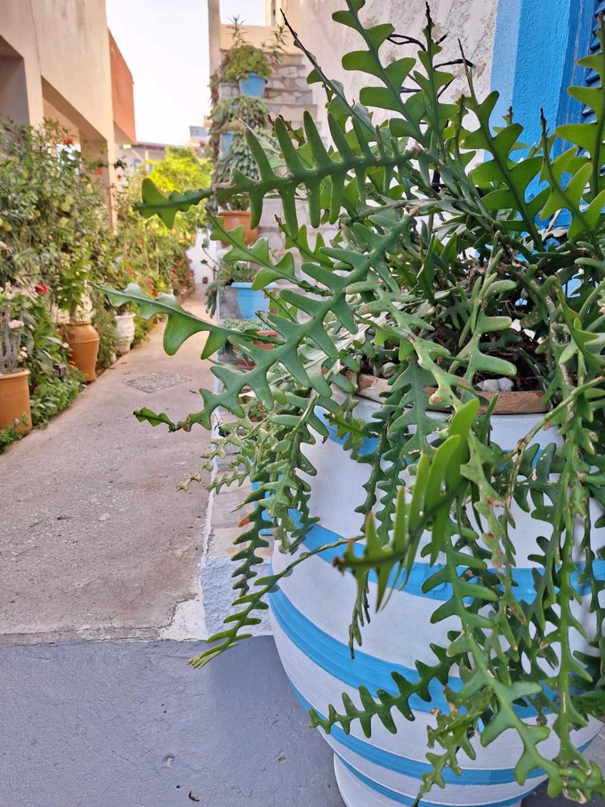 Βig Βlue Apartments Makrýgialos Екстериор снимка